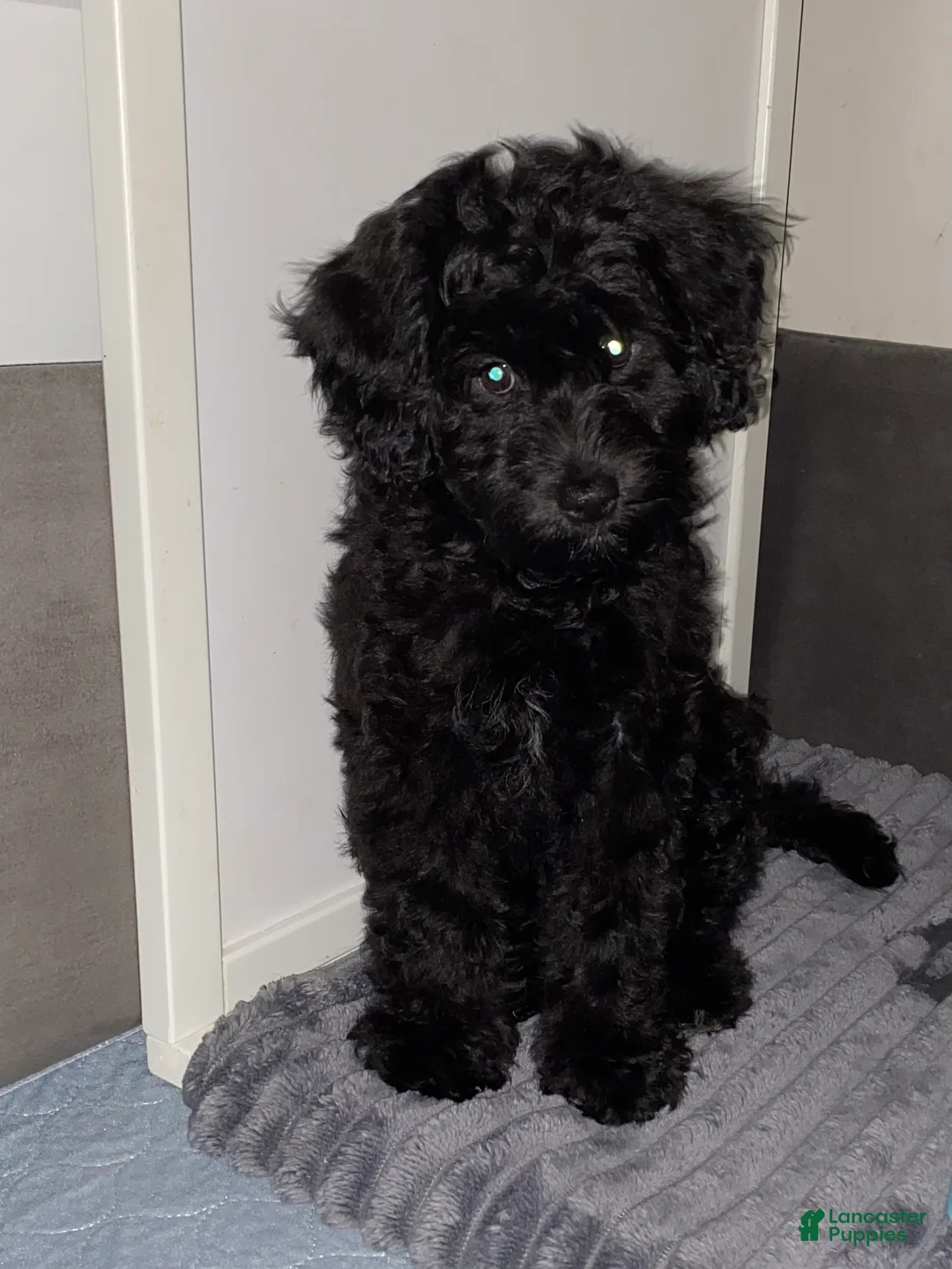 Mixed Breed dogs for sale: Arlene - Ad 1