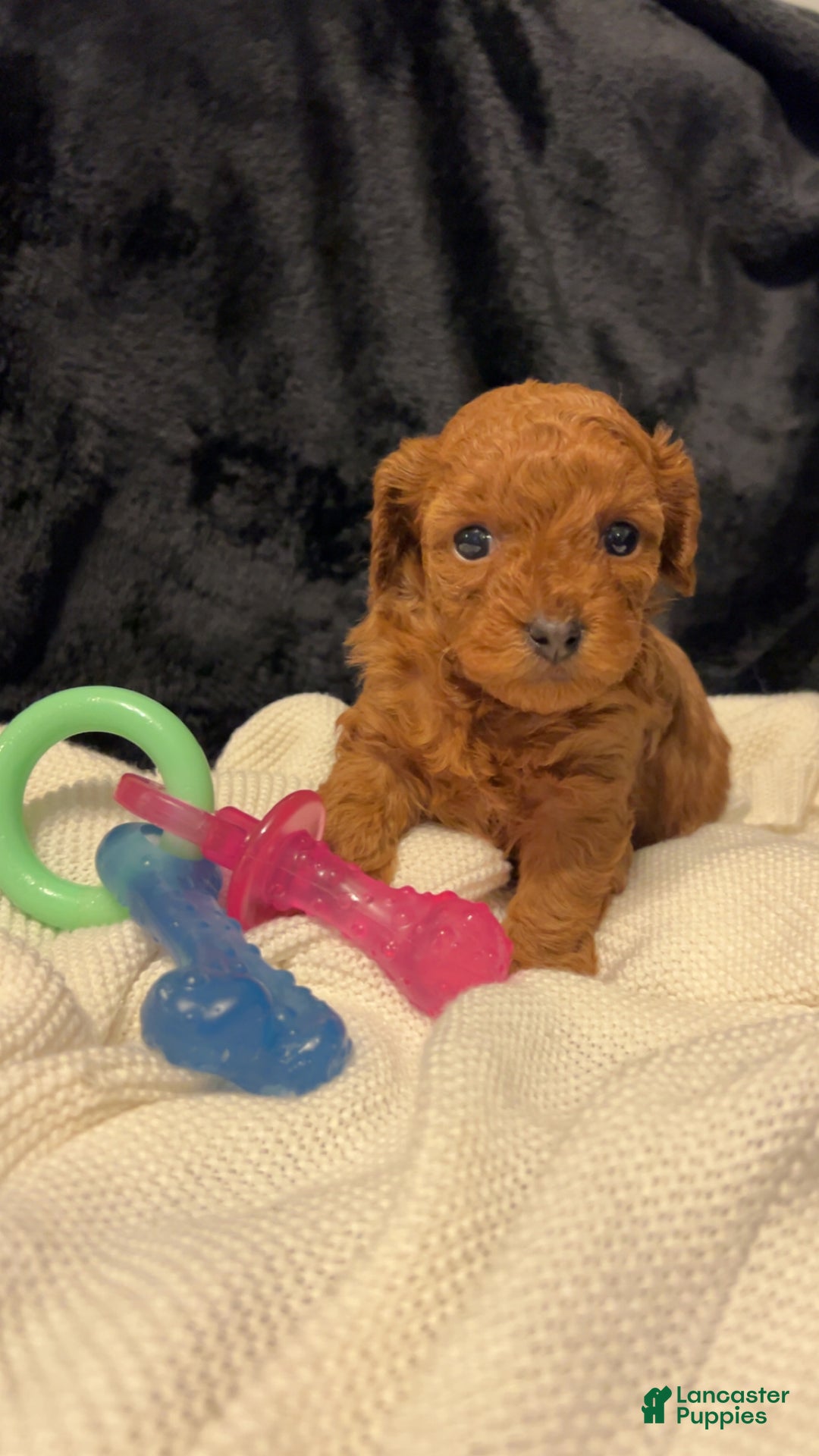 Toy Poodle dogs for sale: Dorthy - Ad 6