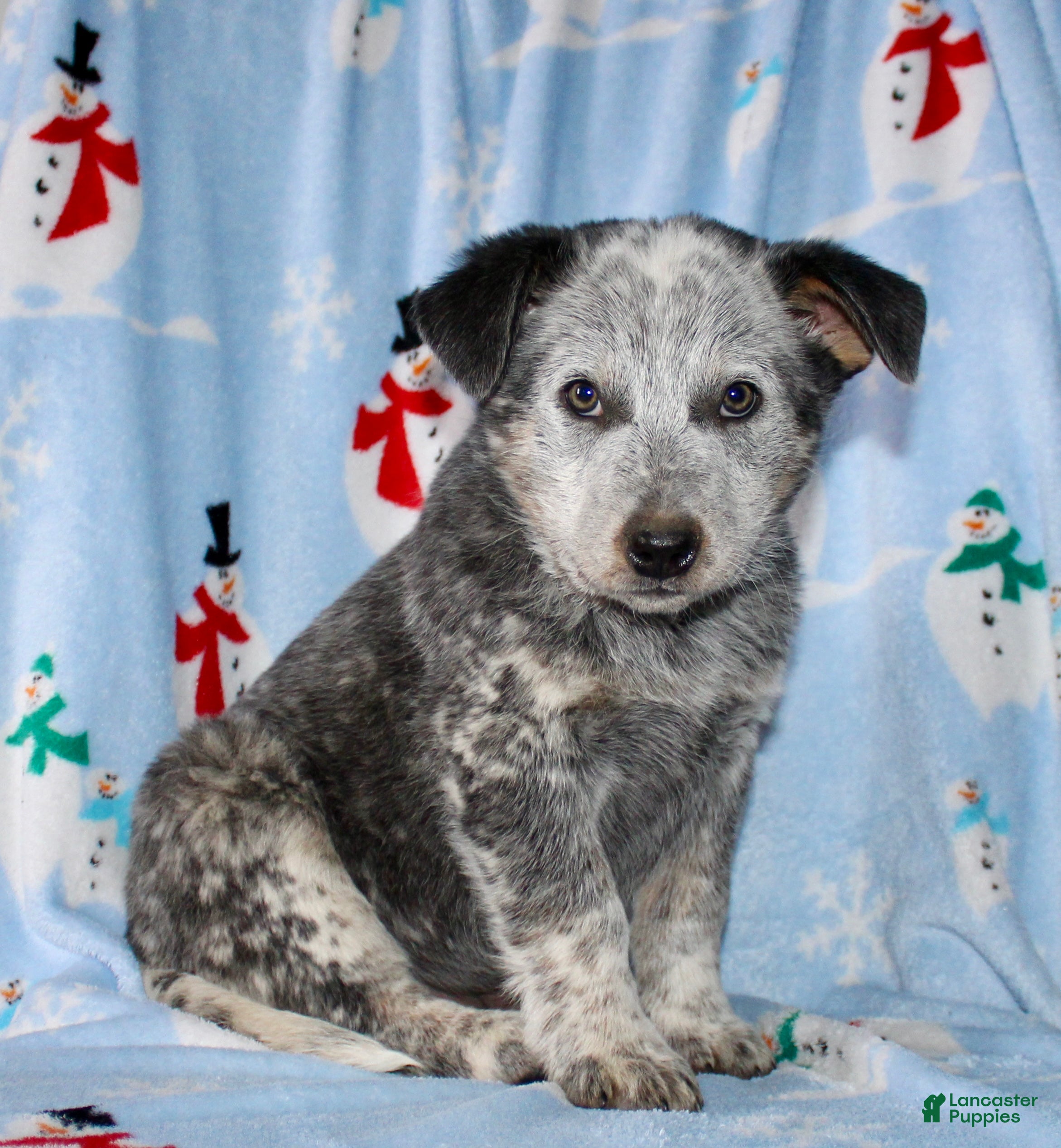 Australian Cattle Dog dogs Rambo - Ad 28