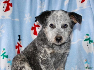 Australian Cattle Dog dogs Rambo - Ad 8