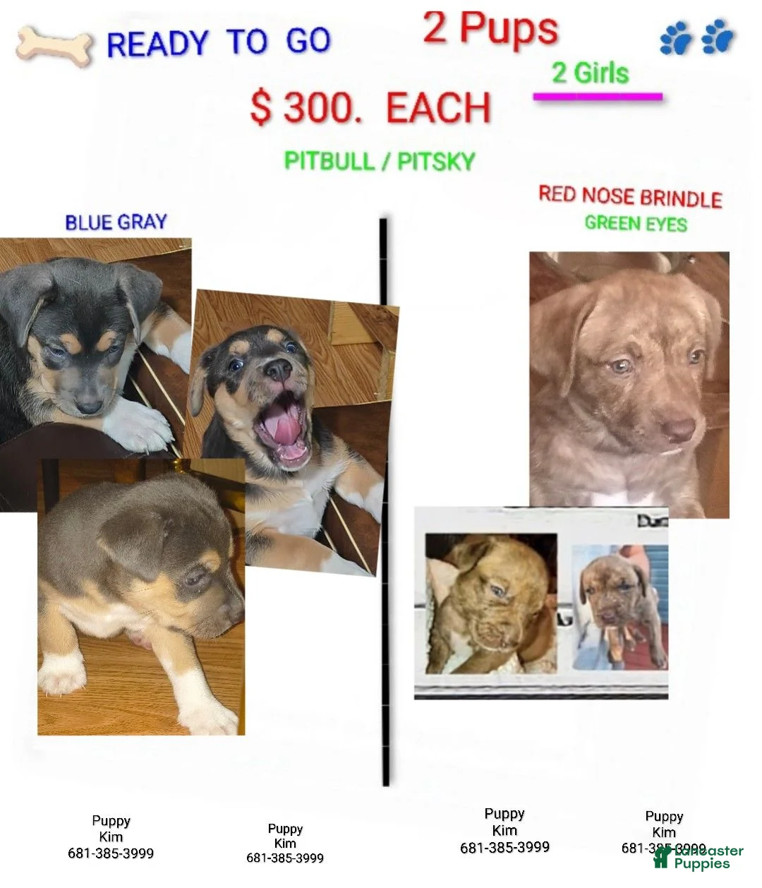 Pitsky dogs for sale: Rosie - Ad 5