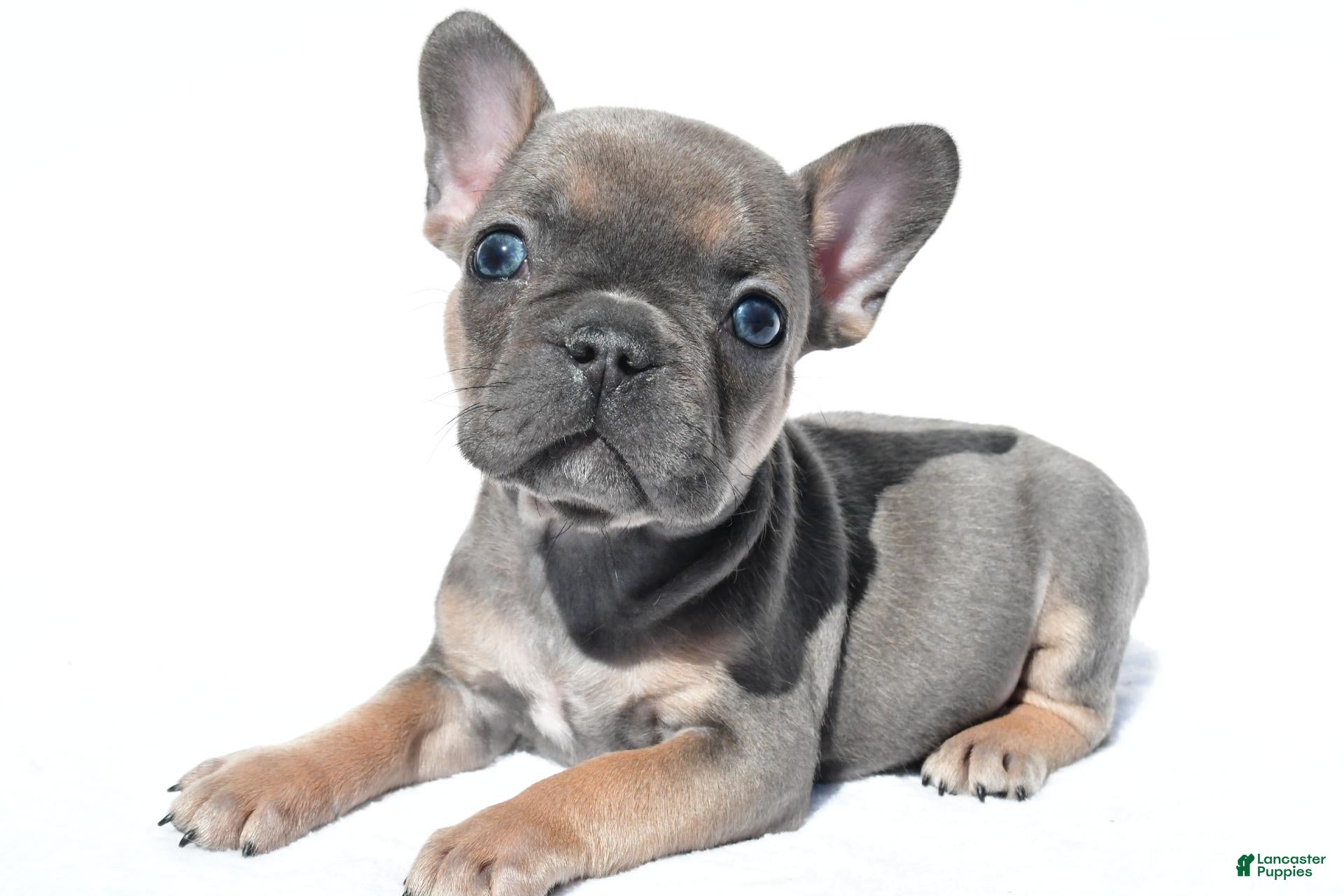 French Bulldog dogs Callie - Ad 1