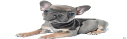 French Bulldog dogs for sale: Callie - Ad 1