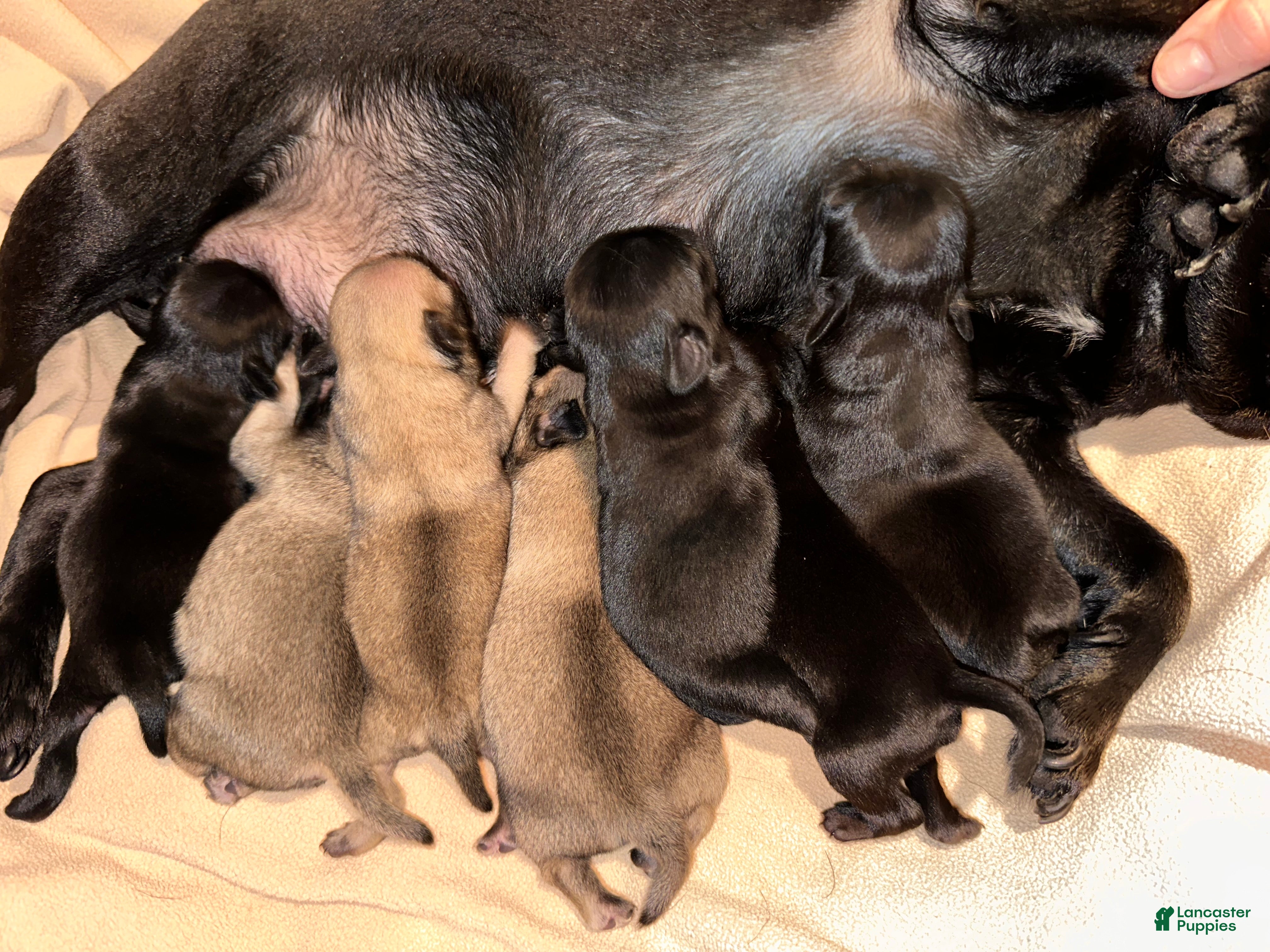 Pug dogs Rosy - Ad 16