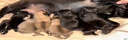 Pug dogs for sale: Rosy - Ad 1