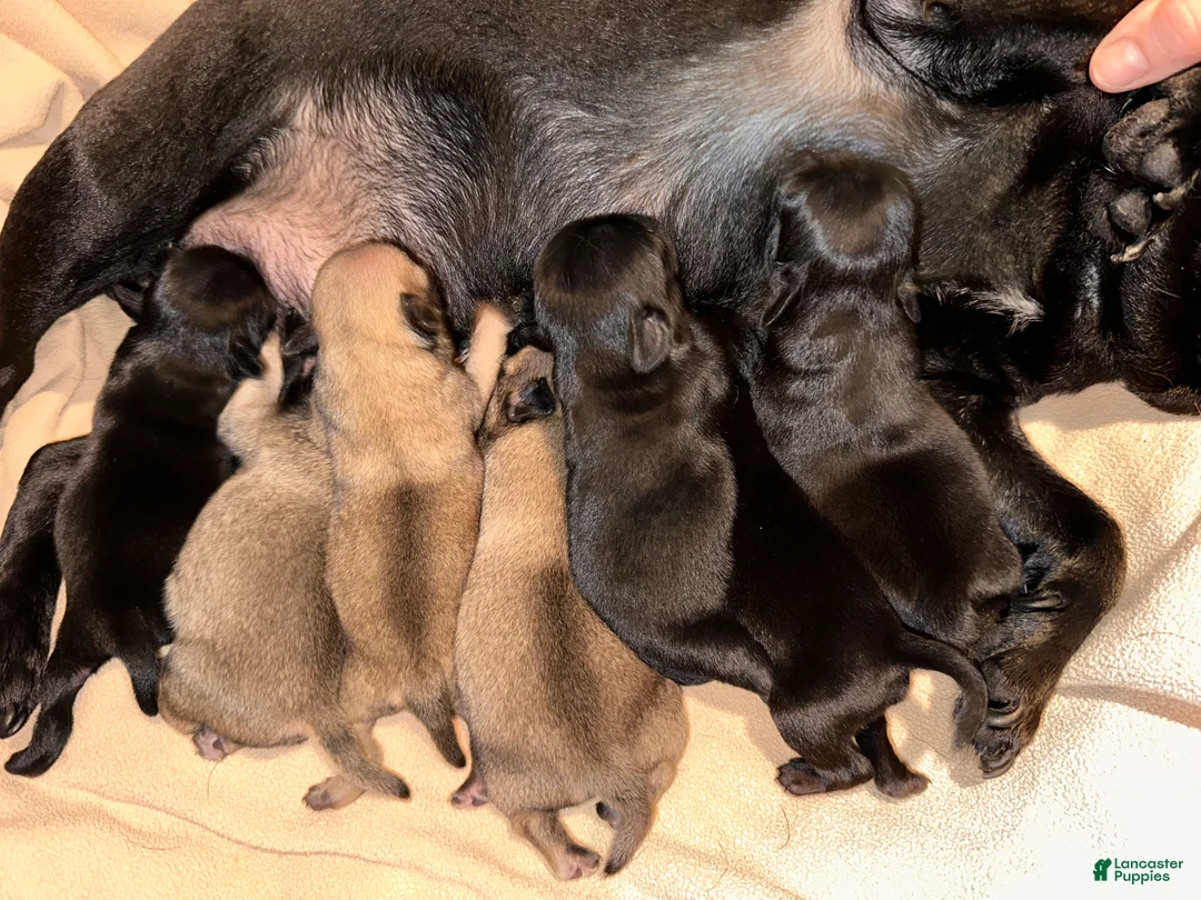 Pug dogs for sale: Rosy - Ad 1