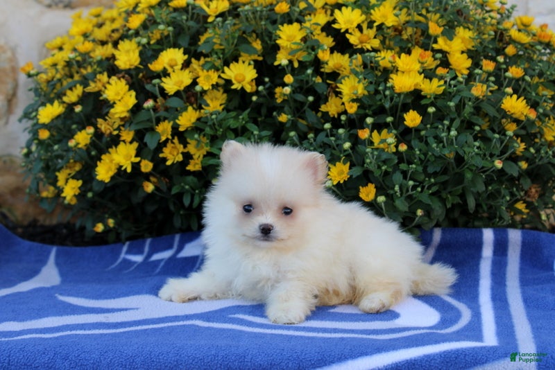 Pomeranian dogs Frank - Ad 1