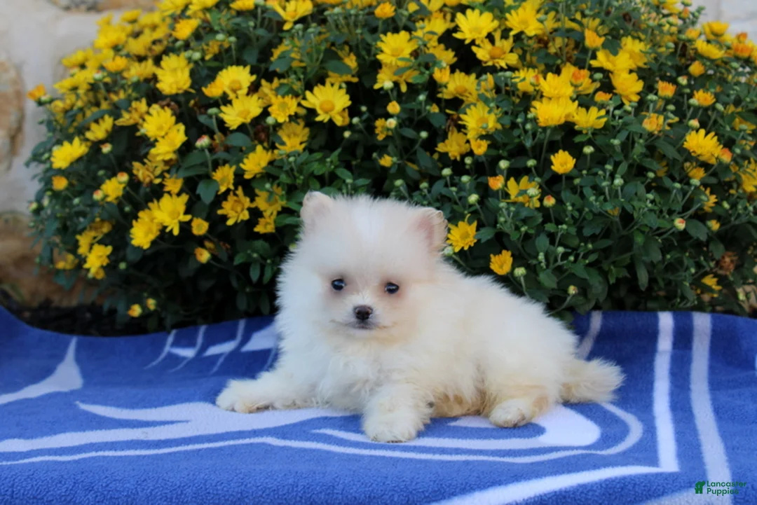 Pomeranian dogs for sale: Frank - Ad 1