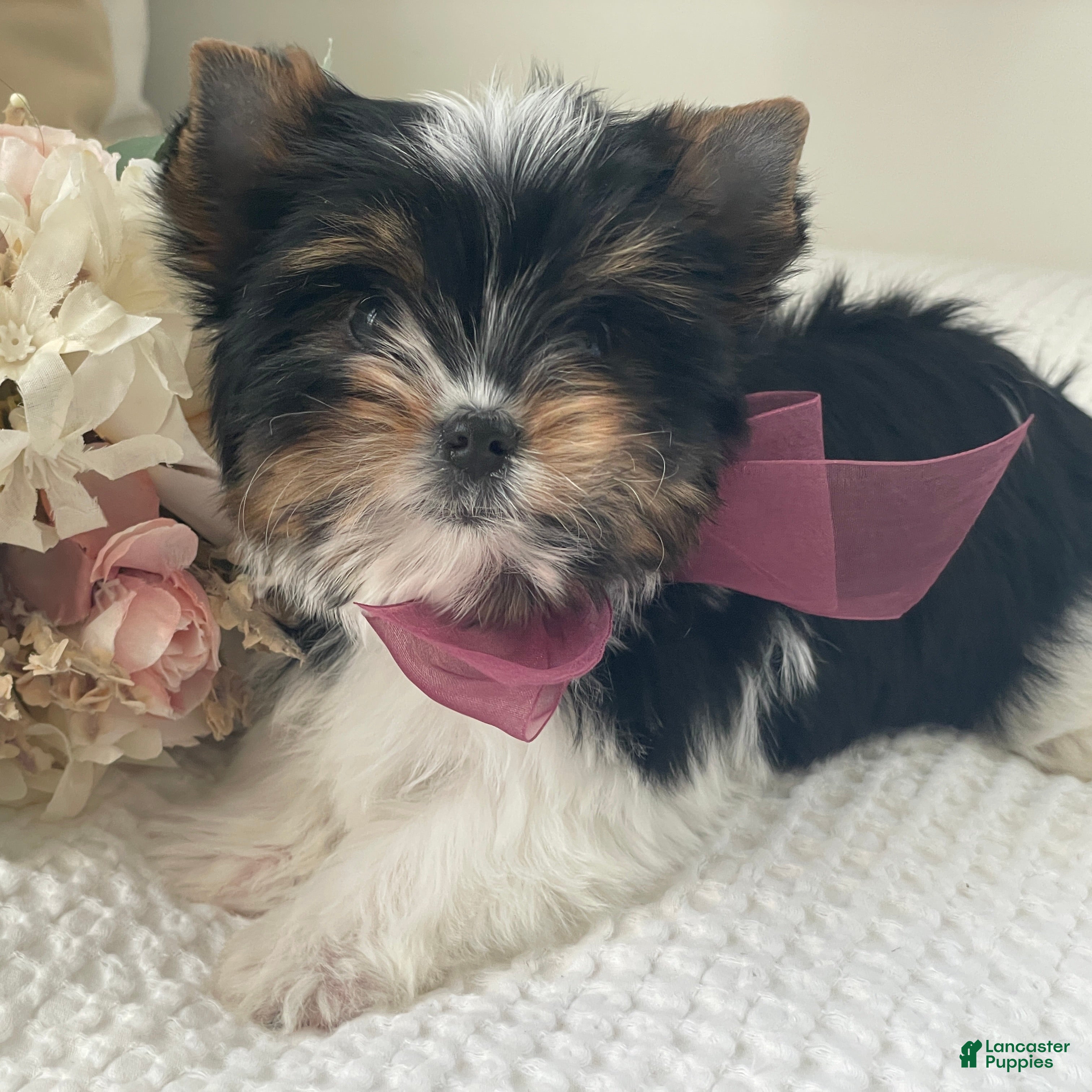 Biewer Terrier dogs Millie - Ad 2