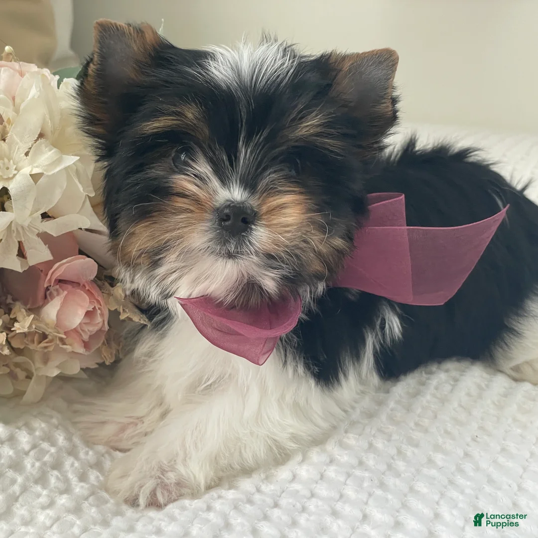 Biewer Terrier dogs for sale: Millie - Ad 2