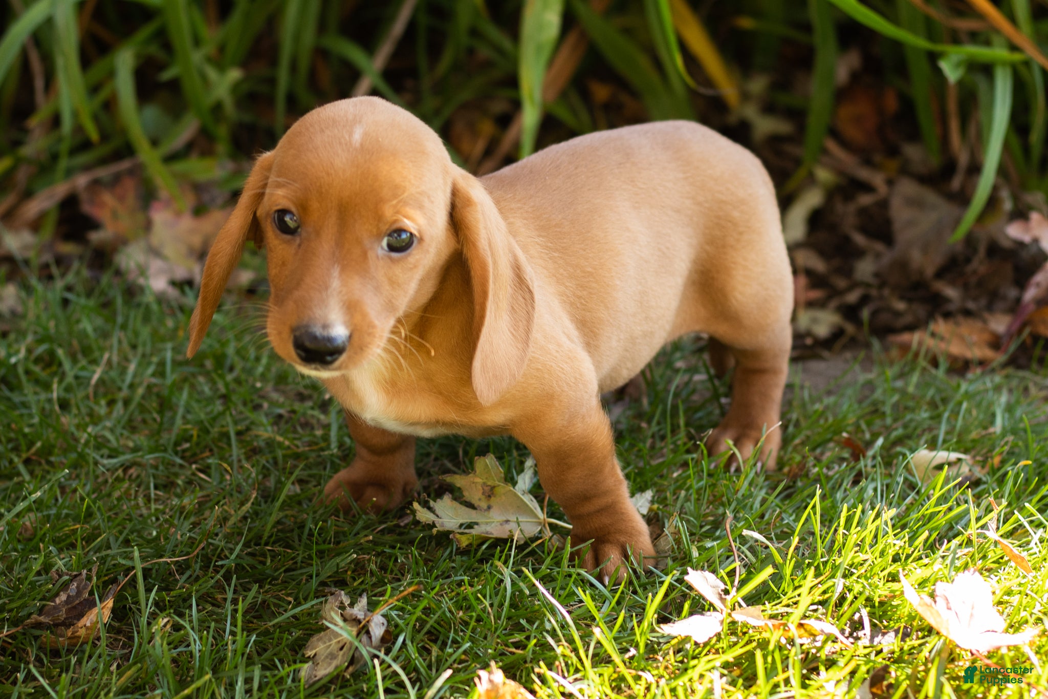 Miniature Dachshund dogs for sale: Baxter  - Ad 1