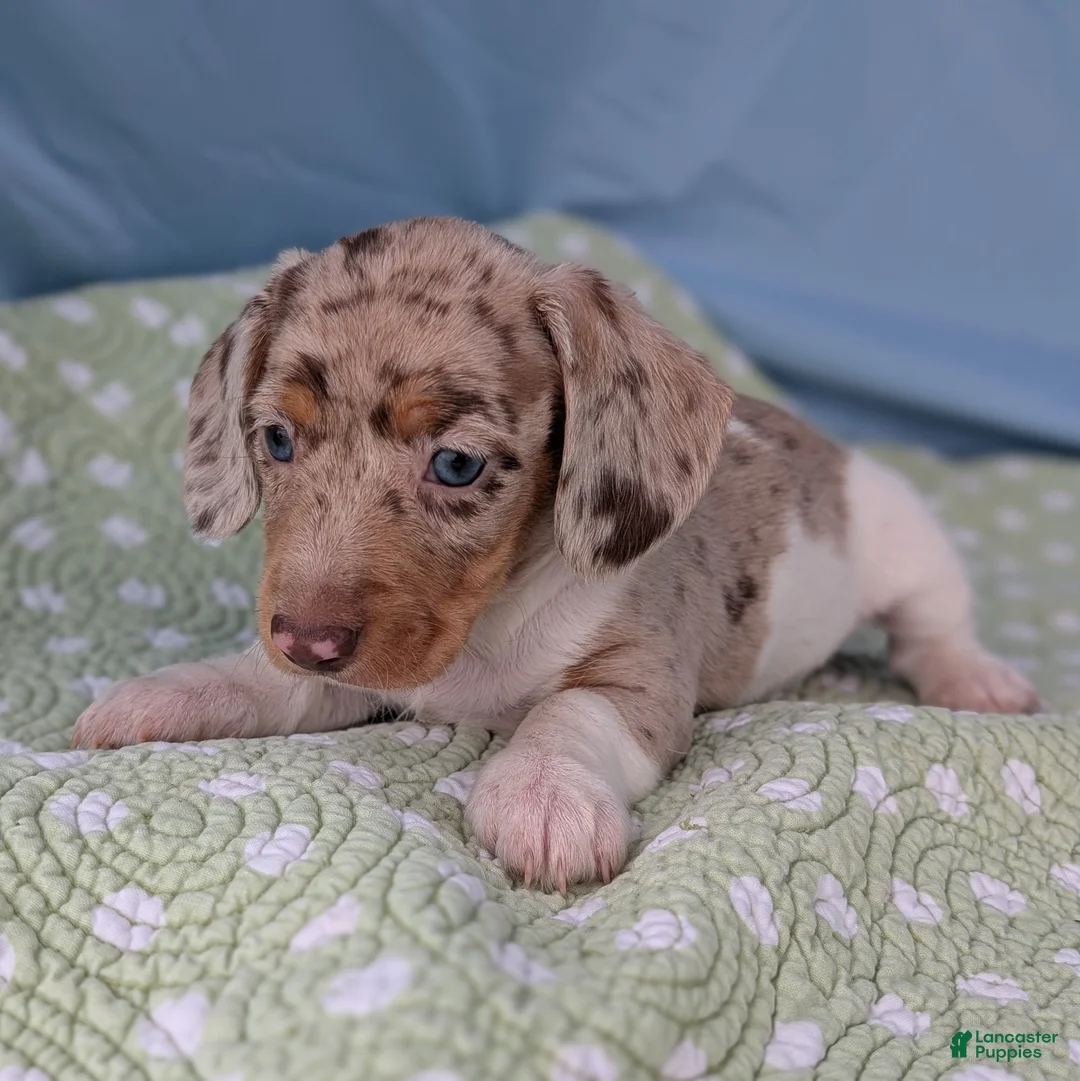 Miniature Dachshund dogs for sale: Cream - Ad 2