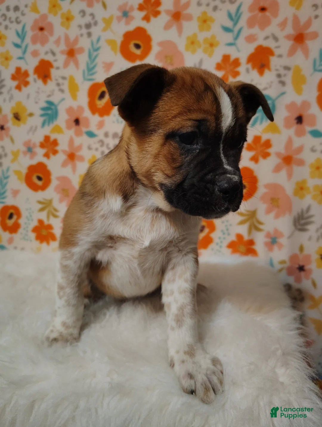 Mixed Breed dogs for sale: Demi - Ad 8