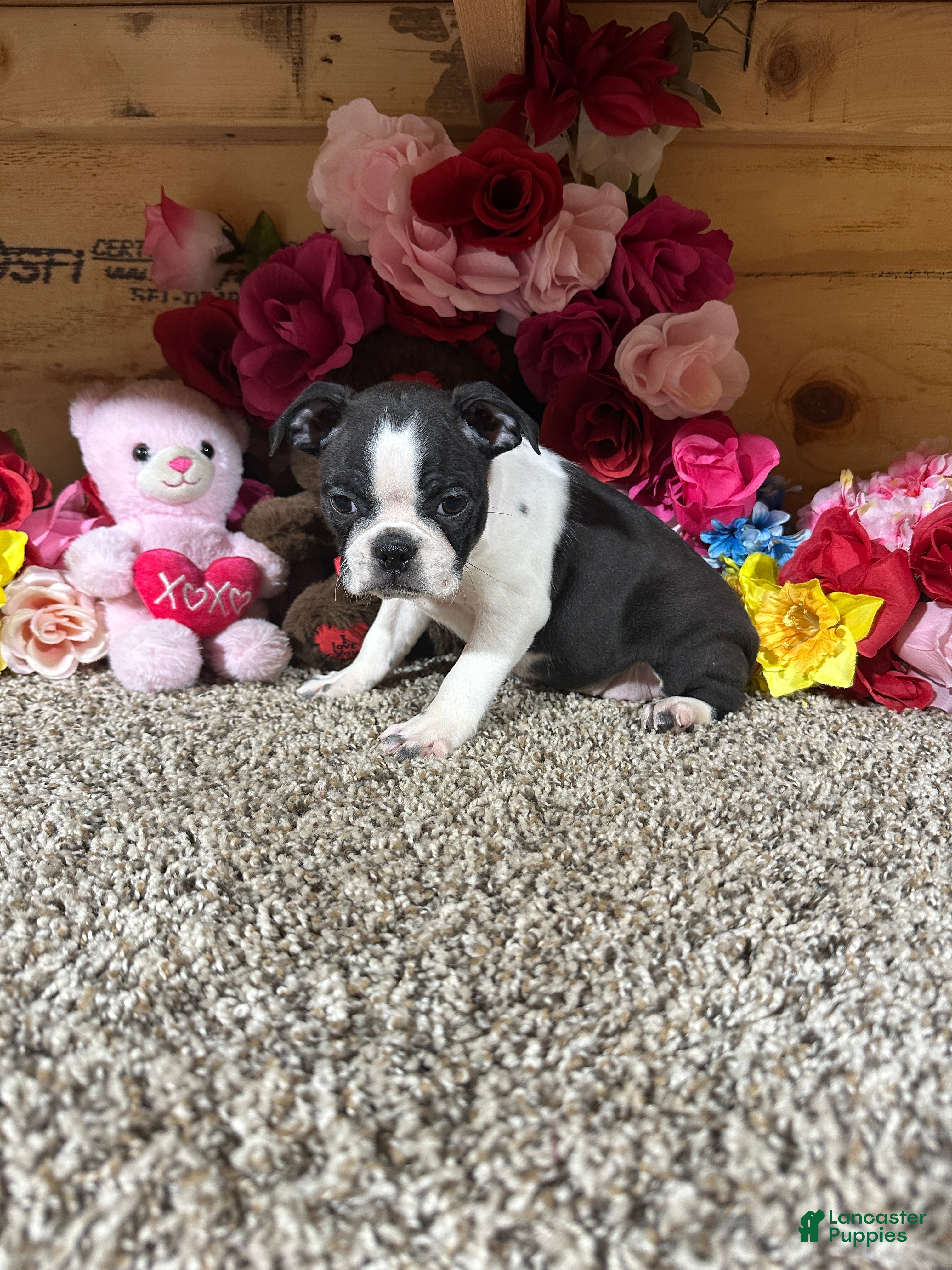Boston Terrier dogs Boston Terrier 4 - Ad 2