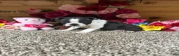 Boston Terrier dogs for sale: Boston Terrier 4 - Ad 2