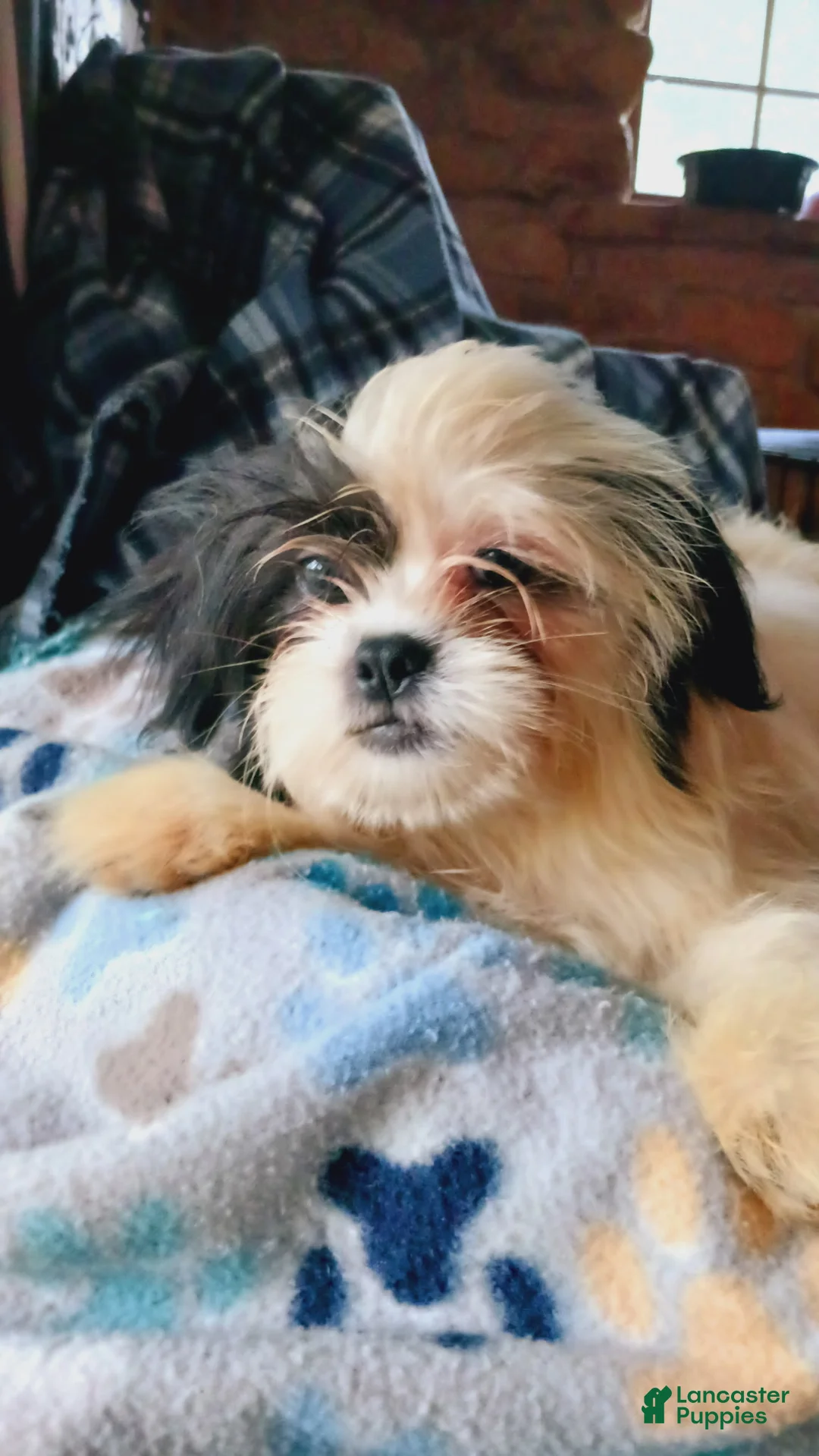 Shih Tzu dogs for sale: Shih Tzu 5 - Ad 2