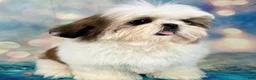 Shih Tzu dogs for sale: Boy 1 - Ad 4