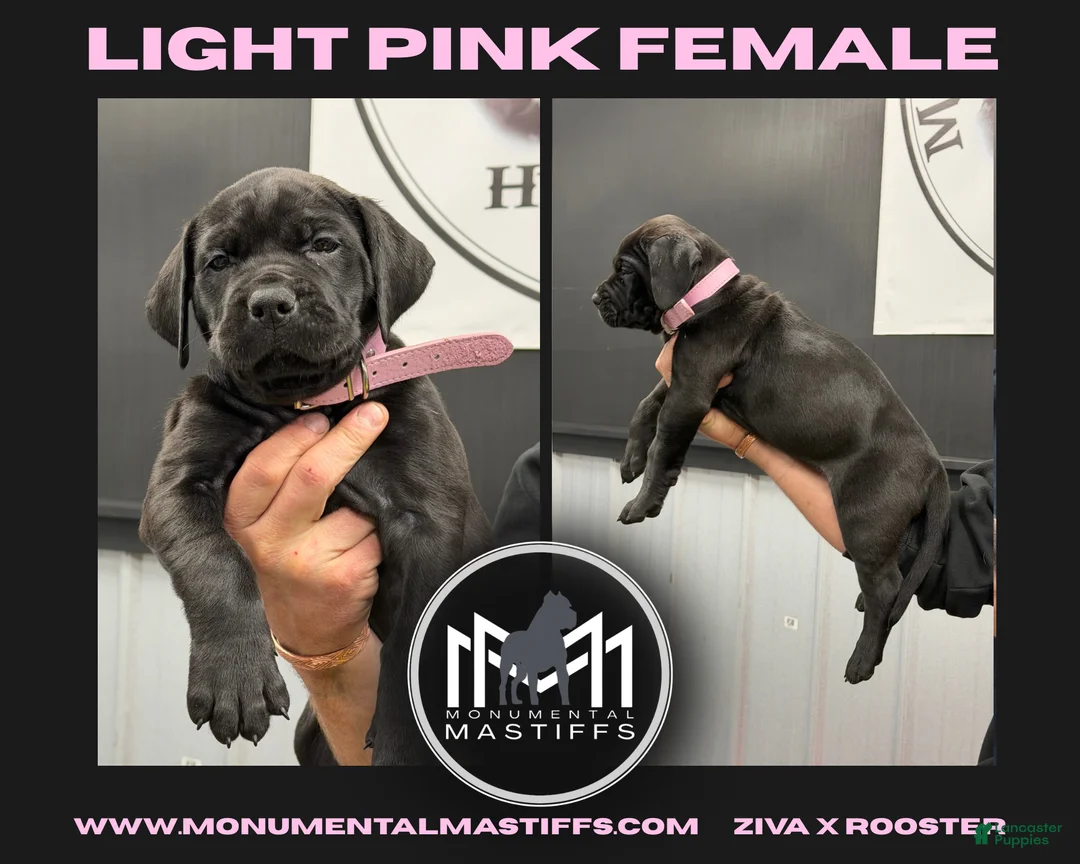 Mixed Breed dogs for sale: Light Pink Collar - Ad 2