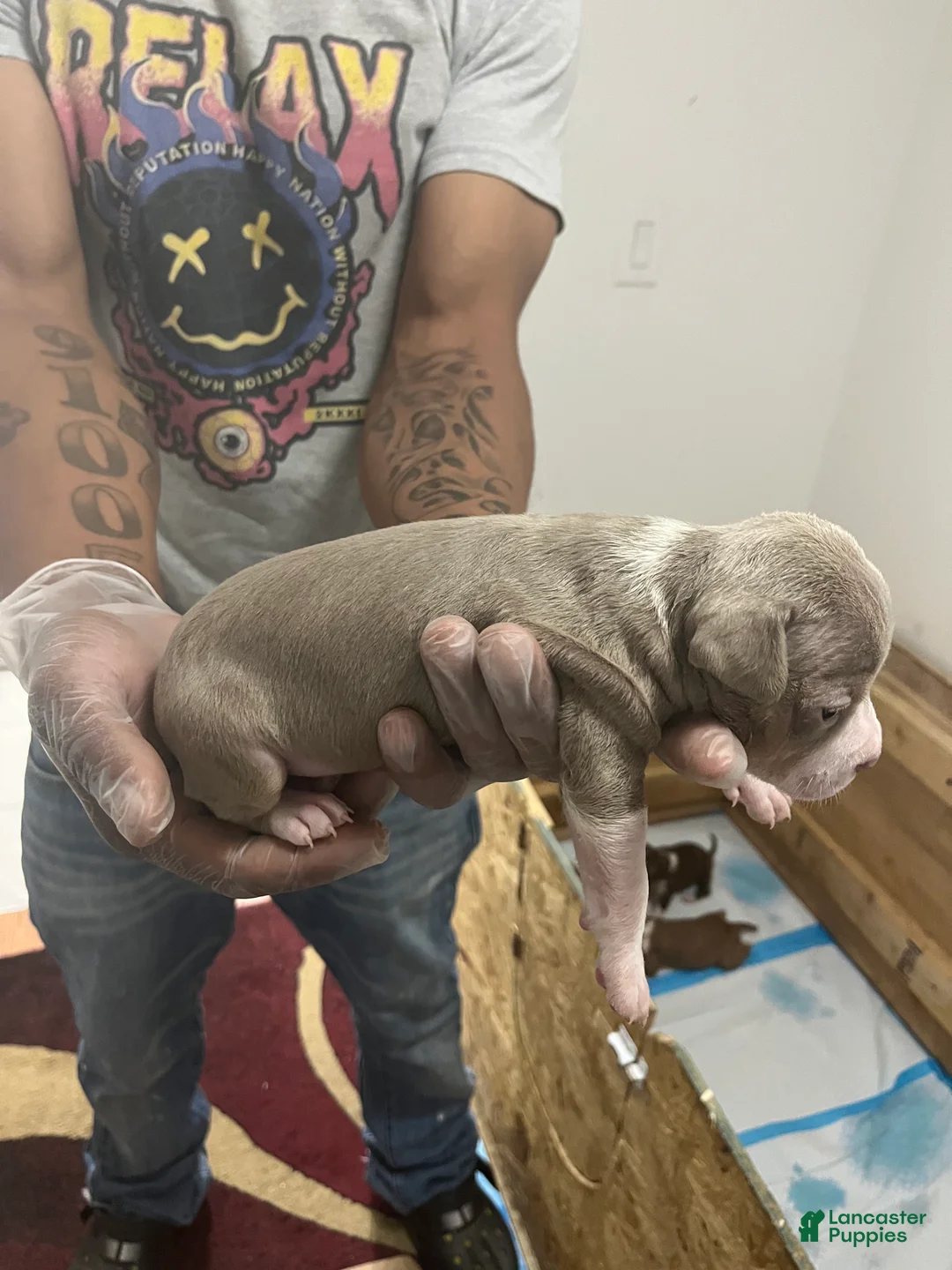 American Pit Bull Terrier dogs for sale: American Pit Bull Terrier 5 - Ad 2