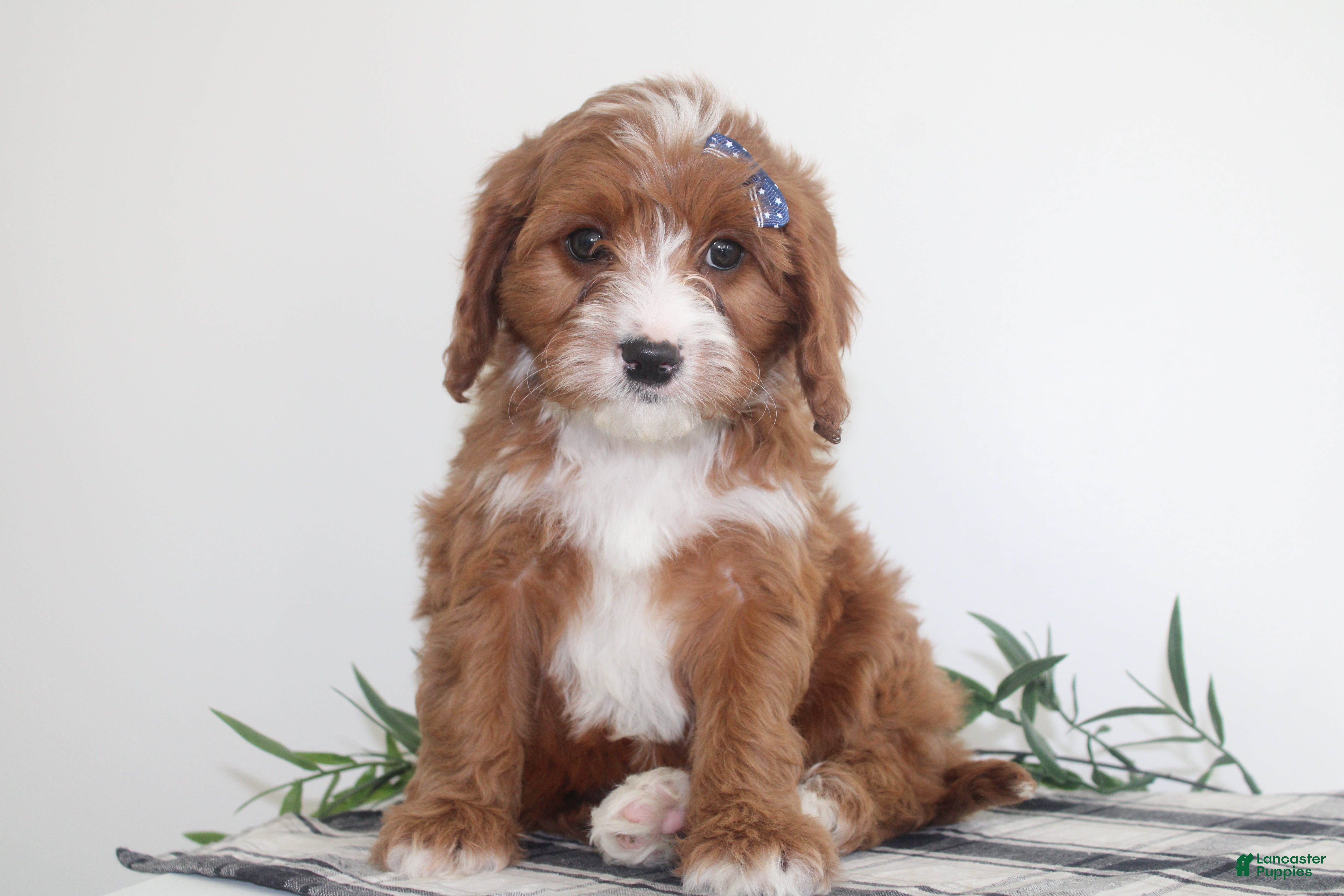Cavapoo dogs Kole - Ad 1