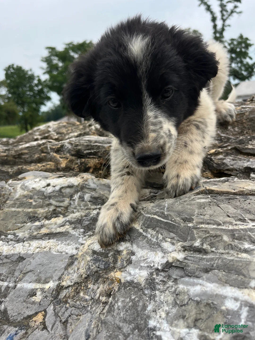 Mixed Breed dogs for sale: Mixed Breed 4 - Ad 2
