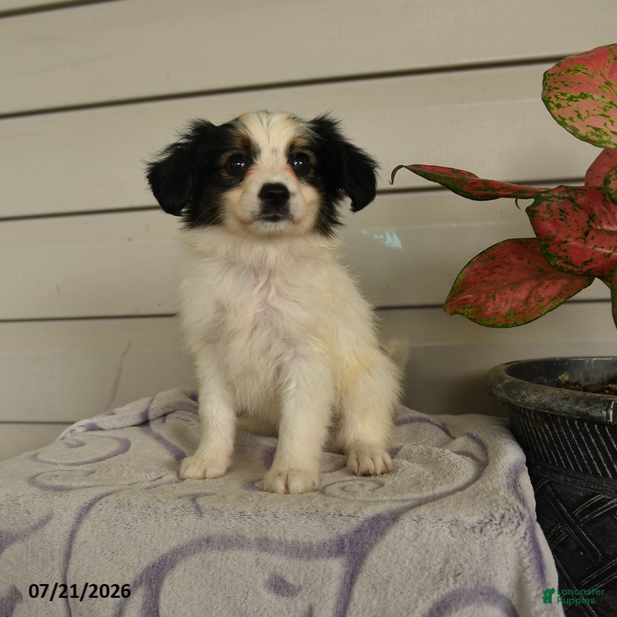 Papillon dogs Rascal - Ad 1