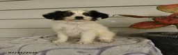 Papillon dogs for sale: Rascal - Ad 1
