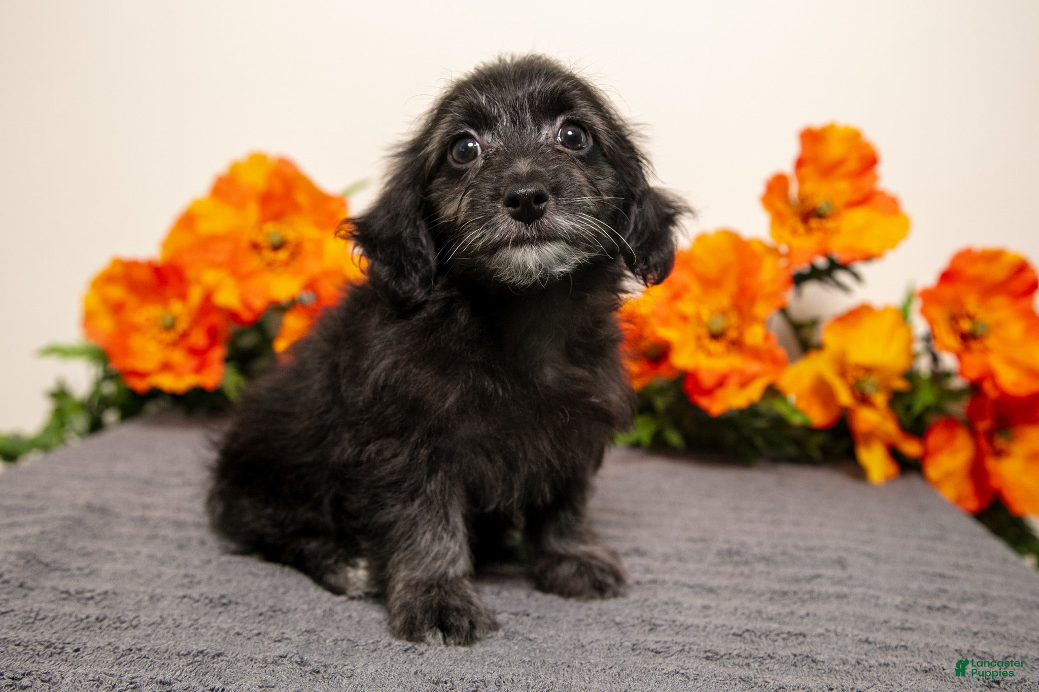 Yorkiepoo dogs Melody - Ad 2
