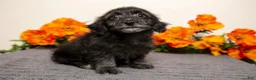 Yorkiepoo dogs for sale: Melody - Ad 2