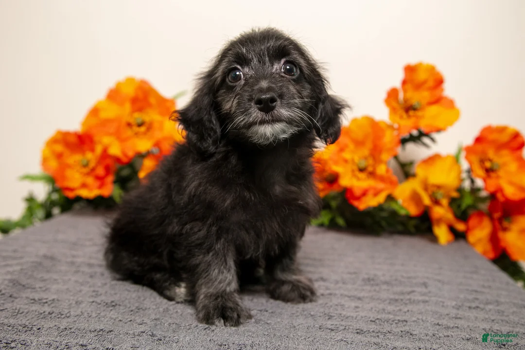 Yorkiepoo dogs for sale: Melody - Ad 2