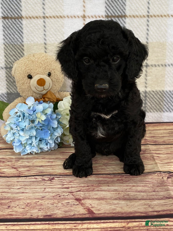 Miniature Labradoodle dogs Dakota - Ad 2