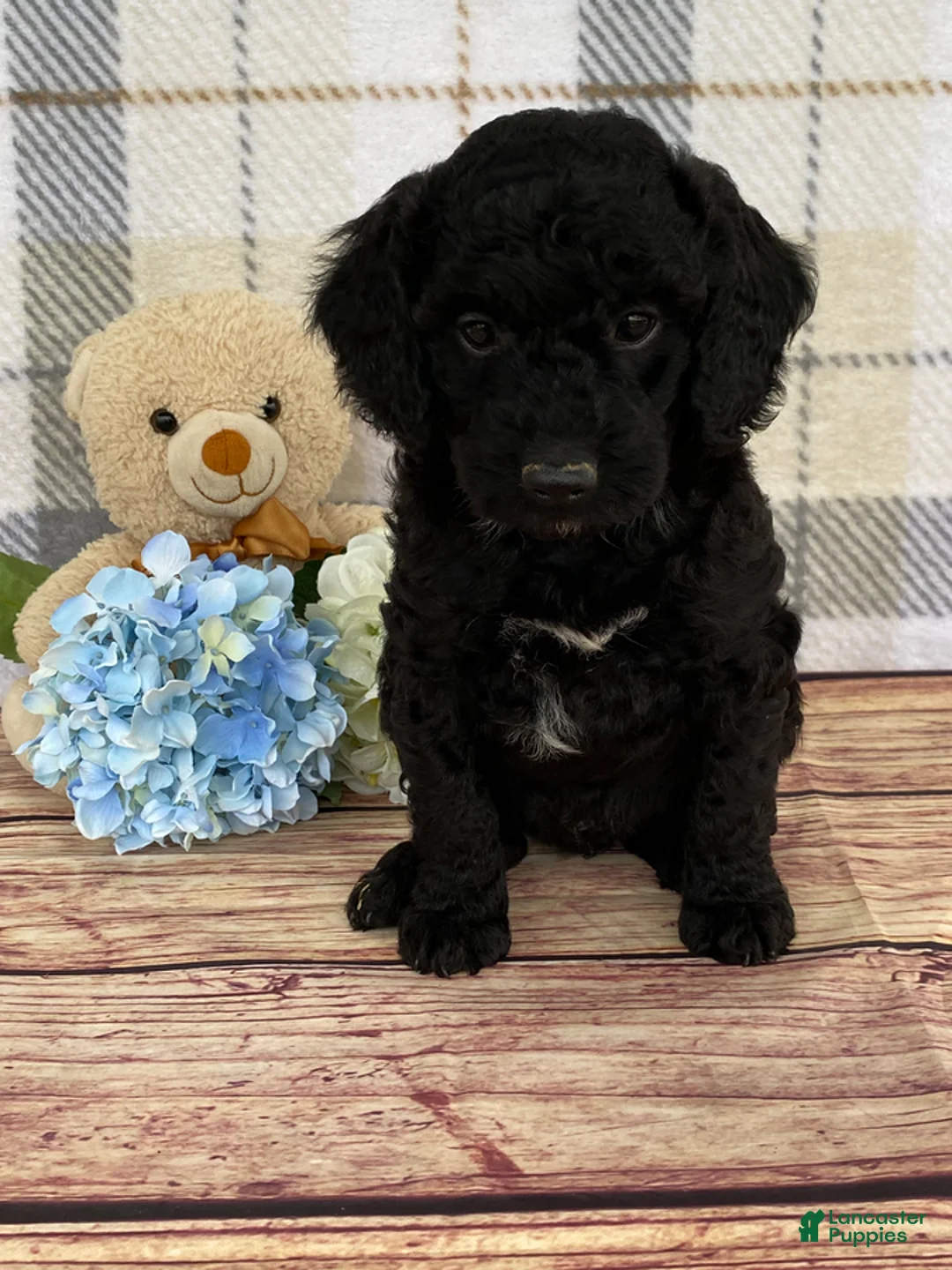 Miniature Labradoodle dogs for sale: Dakota - Ad 2