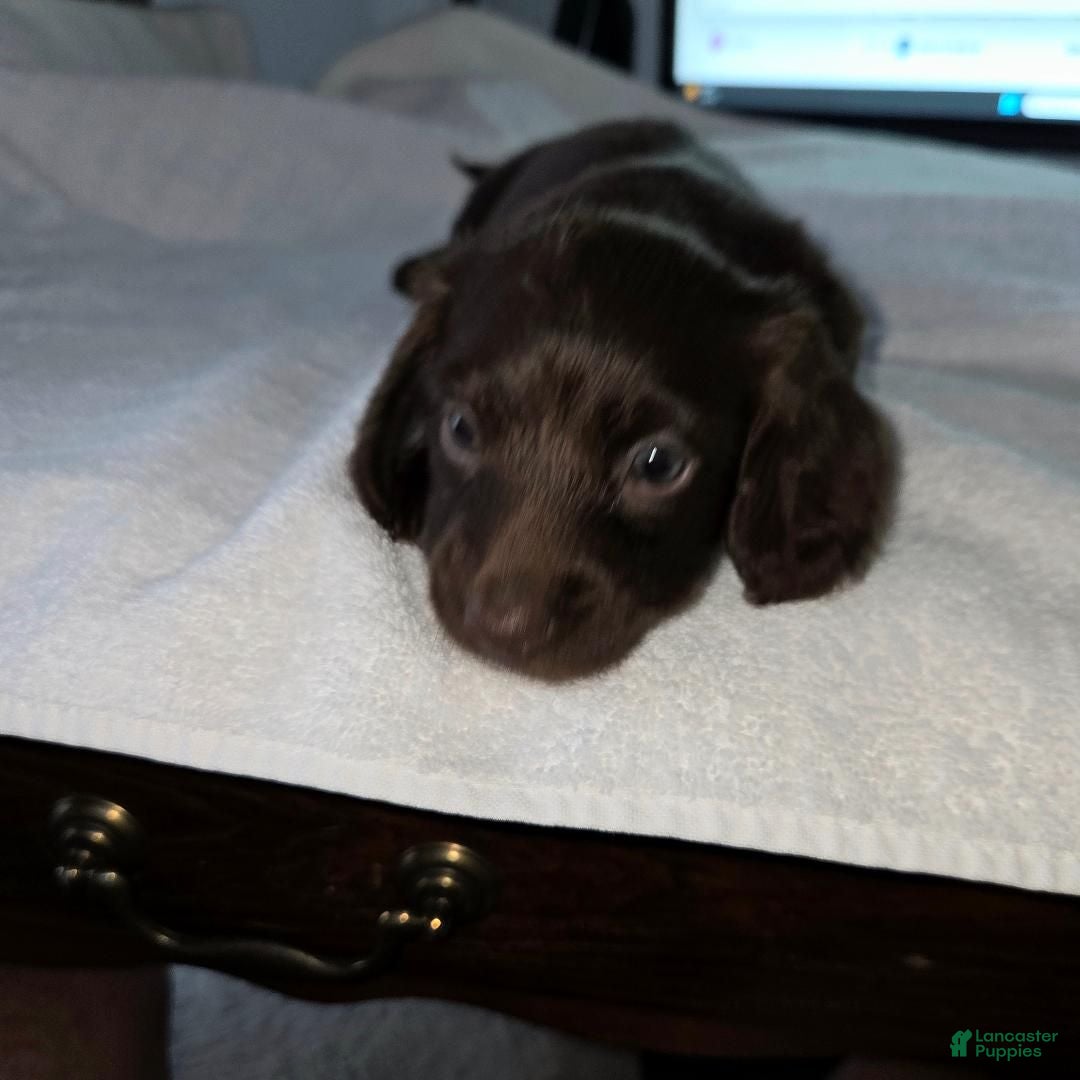 Dachshund dogs Baby - Ad 21