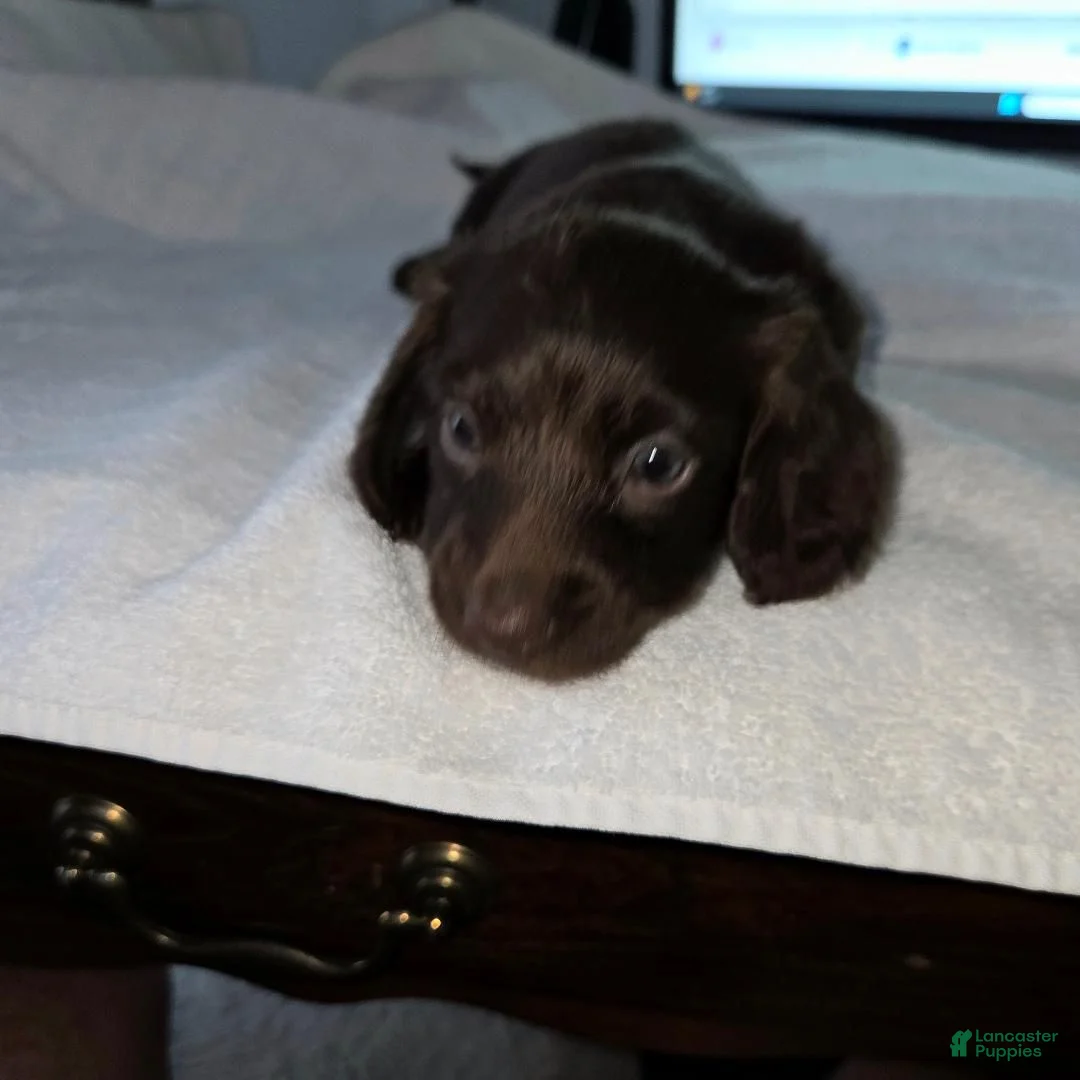 Dachshund dogs for sale: Baby - Ad 1