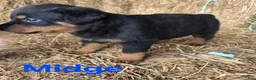 Rottweiler dogs for sale: Midge - Ad 2
