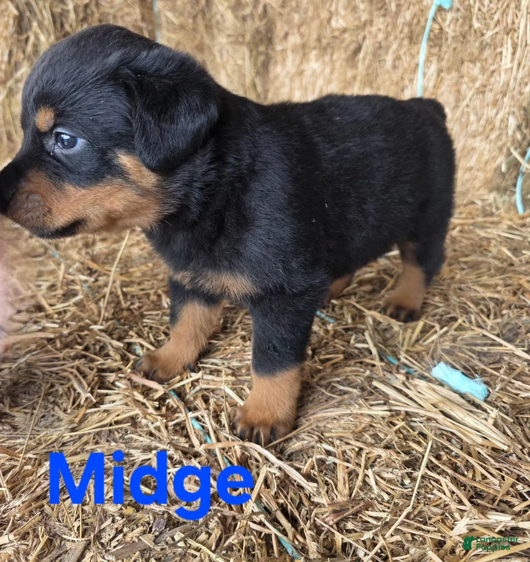 Rottweiler dogs for sale: Midge - Ad 2