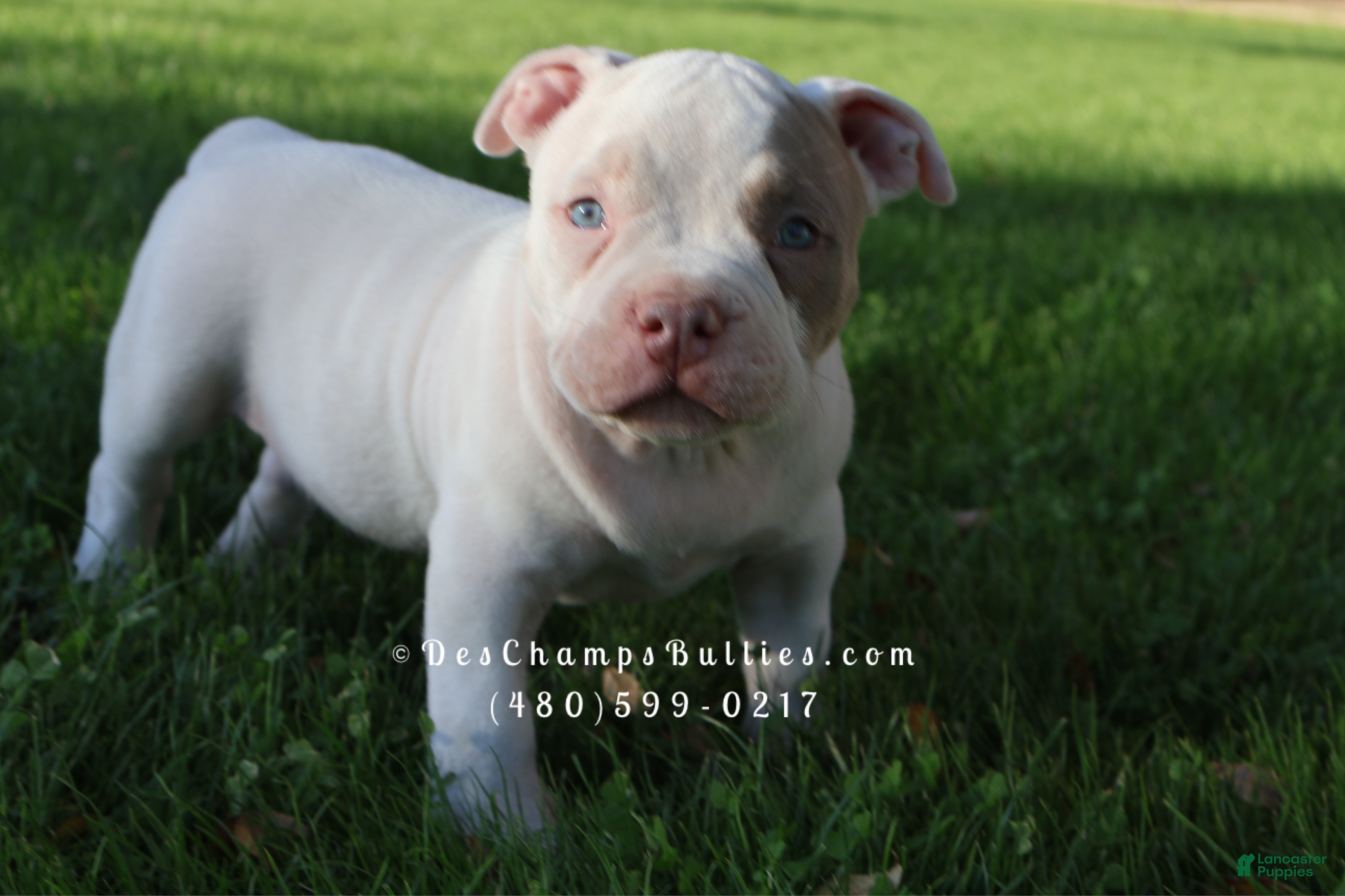 American Bully dogs American Bully Puppy 2 - Ad 2