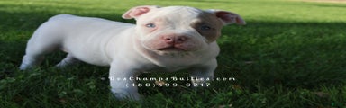 American Bully Puppy 2