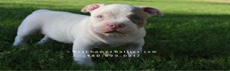 American Bully dogs for sale: American Bully Puppy 2 - Ad 1