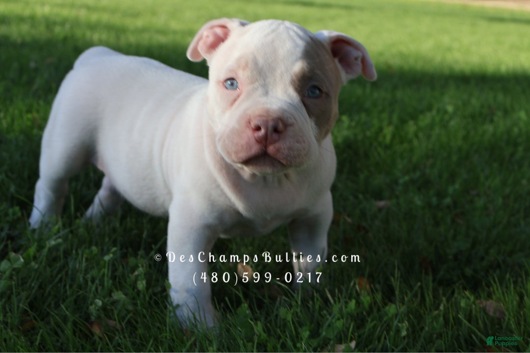 American Bully dogs for sale: American Bully Puppy 2 - Ad 1