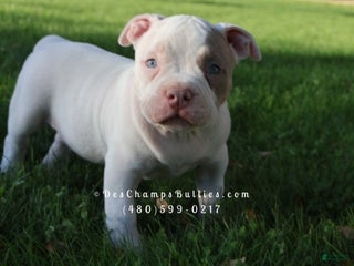 American Bully dogs American Bully Puppy 2 - Ad 2