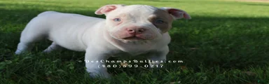 American Bully Puppy 2