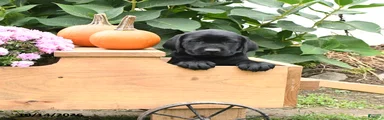 Tod