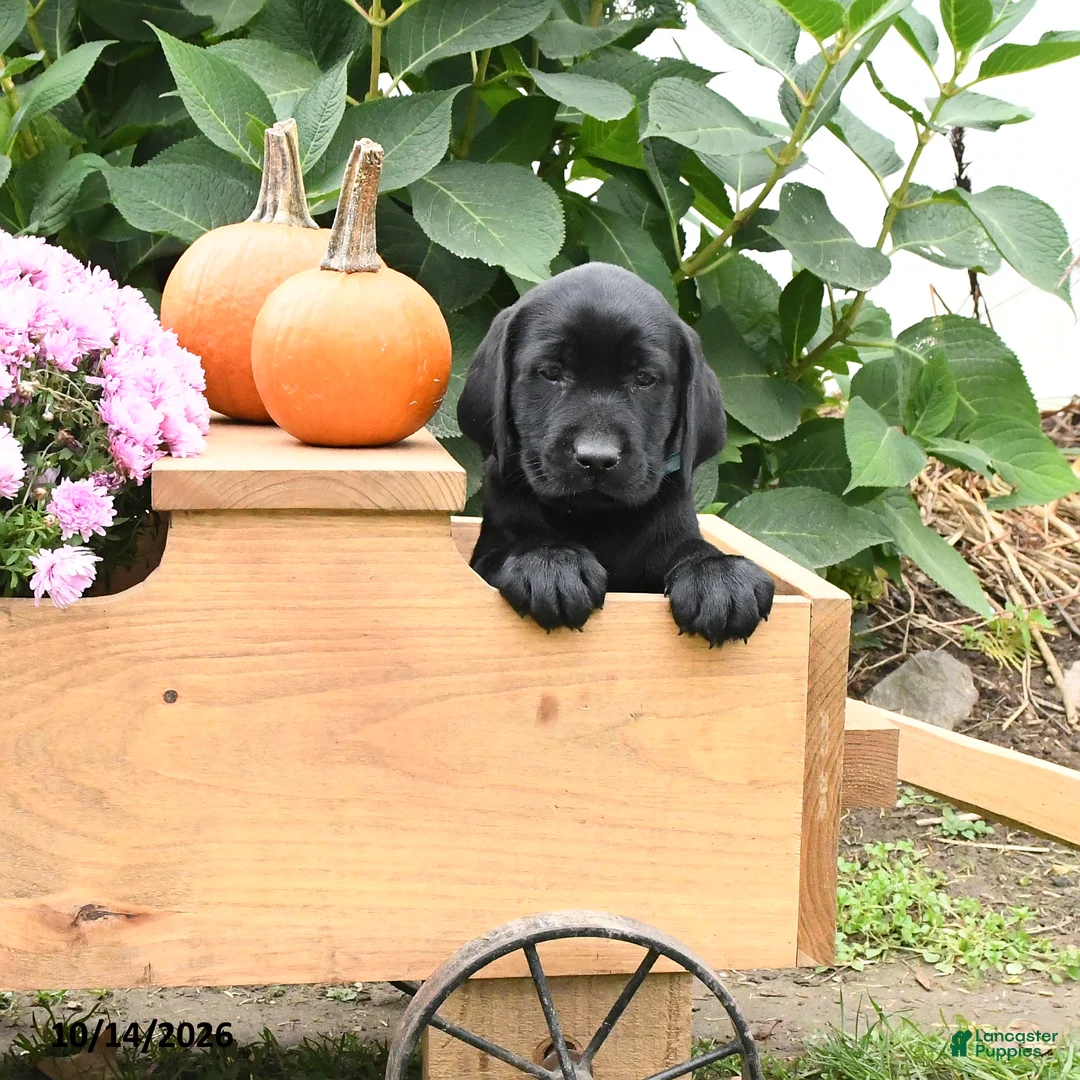 Labrador Retriever dogs for sale: Tod - Ad 1