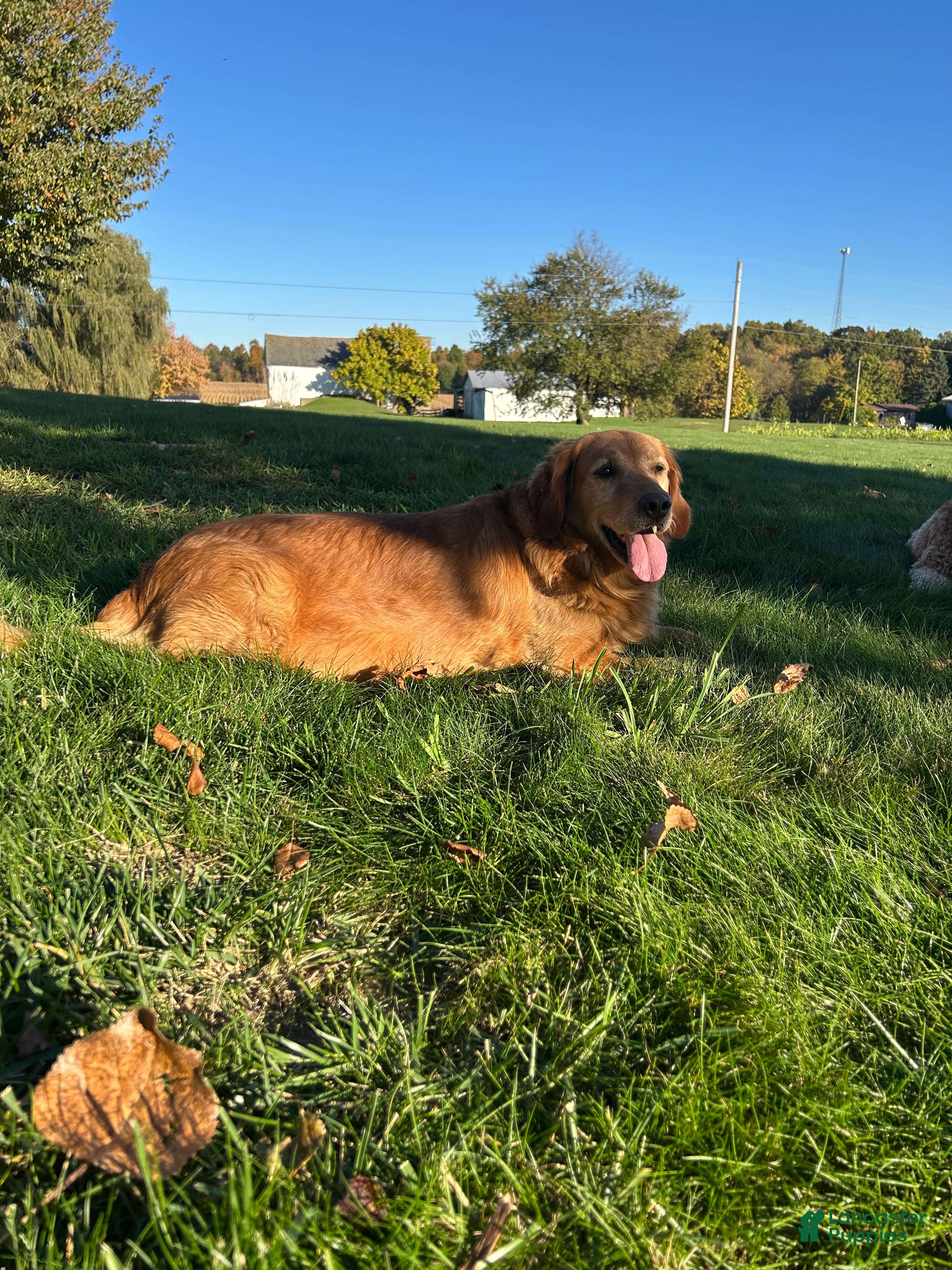 Golden Retriever dogs Lacy - Ad 1