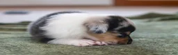 Mixed Breed dogs for sale: Jasper  - Ad 8
