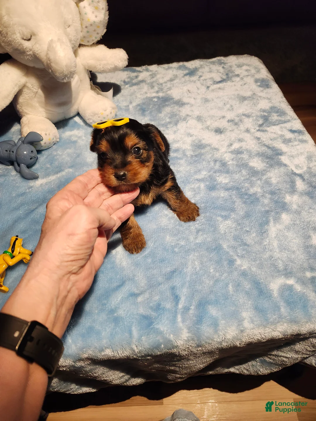 Yorkshire Terrier dogs for sale: Yorkshire Terrier Puppy 1 - Ad 2