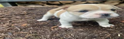 Mixed Breed dogs for sale: Lulu - Ad 8