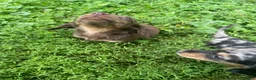Miniature Dachshund dogs for sale: Leo  - Ad 18