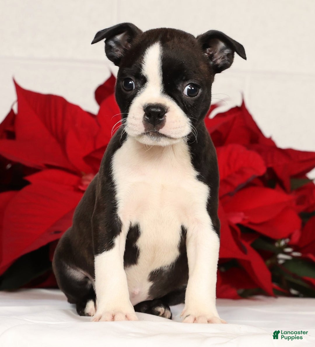 Boston Terrier dogs for sale: Ellie - Ad 2